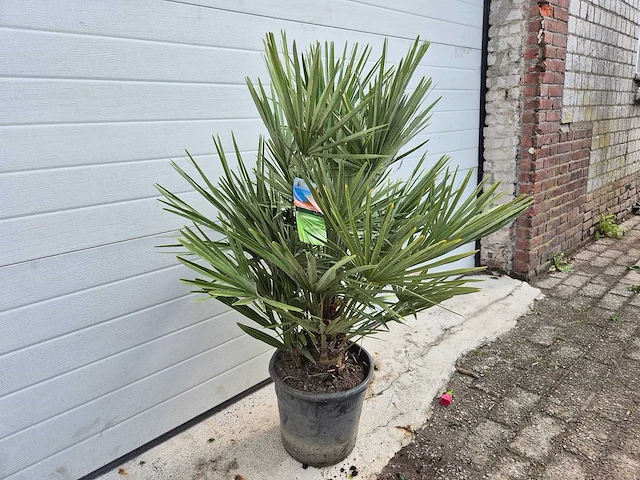 Europese dwergpalm - chamaerops humilis - hoogte ca. 100 cm - afbeelding 4 van  4