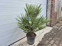 Europese dwergpalm - chamaerops humilis - hoogte ca. 100 cm - afbeelding 4 van  4