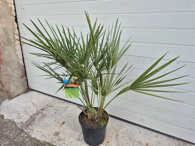 Europese dwergpalm - chamaerops humilis - hoogte ca. 100 cm - afbeelding 1 van  3
