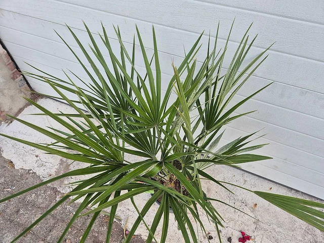 Europese dwergpalm - chamaerops humilis - hoogte ca. 100 cm - afbeelding 2 van  3