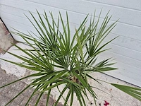 Europese dwergpalm - chamaerops humilis - hoogte ca. 100 cm - afbeelding 2 van  3