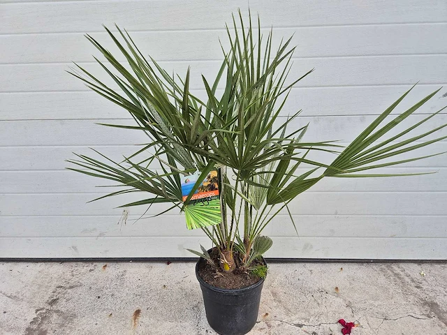 Europese dwergpalm - chamaerops humilis - hoogte ca. 100 cm - afbeelding 3 van  3