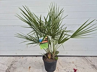 Europese dwergpalm - chamaerops humilis - hoogte ca. 100 cm - afbeelding 3 van  3
