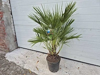 Europese dwergpalm - chamaerops humilis - hoogte ca. 100 cm - afbeelding 1 van  3