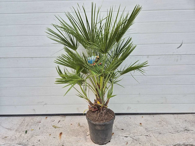Europese dwergpalm - chamaerops humilis - hoogte ca. 100 cm - afbeelding 2 van  3