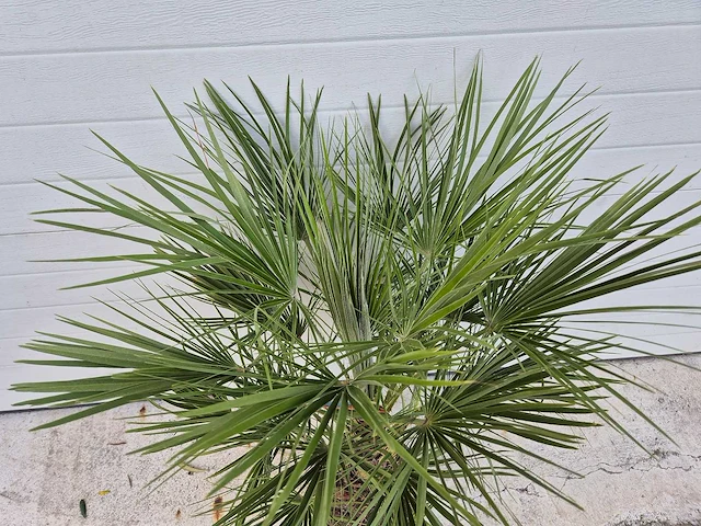 Europese dwergpalm - chamaerops humilis - hoogte ca. 100 cm - afbeelding 3 van  3