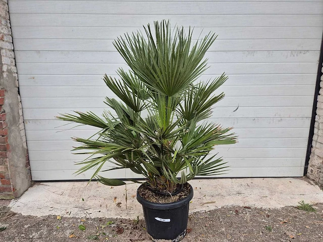 Europese dwergpalm - chamaerops humilis - hoogte ca. 100 cm - afbeelding 1 van  3