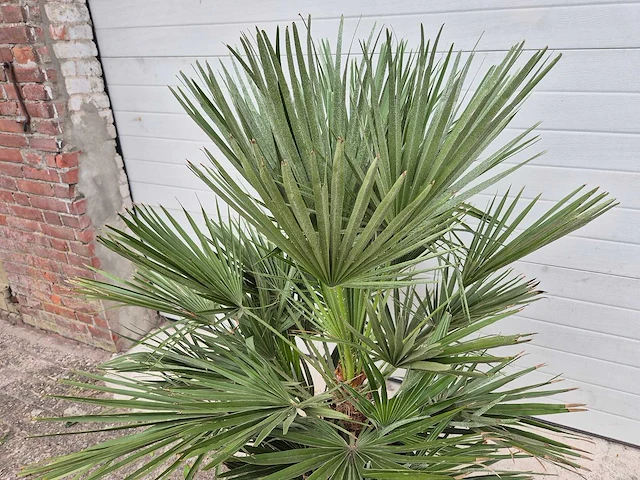 Europese dwergpalm - chamaerops humilis - hoogte ca. 100 cm - afbeelding 3 van  3