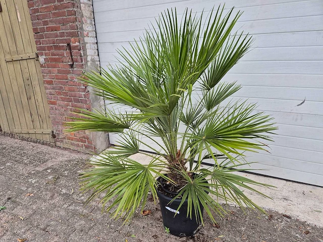 Europese dwergpalm - chamaerops humilis - hoogte ca. 100 cm - afbeelding 1 van  3