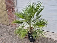 Europese dwergpalm - chamaerops humilis - hoogte ca. 100 cm - afbeelding 1 van  3