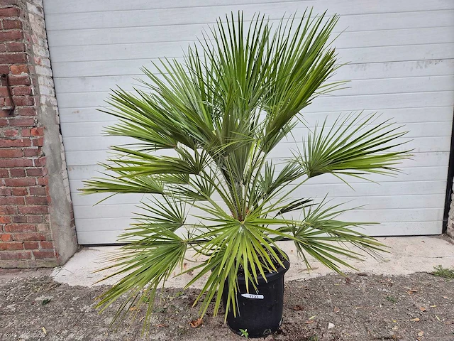 Europese dwergpalm - chamaerops humilis - hoogte ca. 100 cm - afbeelding 2 van  3