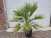 Europese dwergpalm - chamaerops humilis - hoogte ca. 100 cm - afbeelding 2 van  3