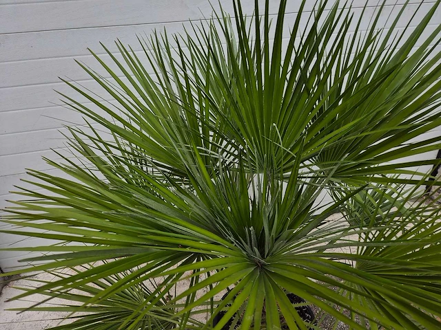 Europese dwergpalm - chamaerops humilis - hoogte ca. 100 cm - afbeelding 3 van  3