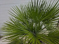 Europese dwergpalm - chamaerops humilis - hoogte ca. 100 cm - afbeelding 3 van  3