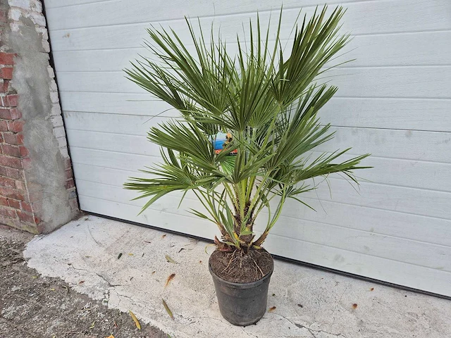 Europese dwergpalm - chamaerops humilis - hoogte ca. 110 cm - afbeelding 1 van  3