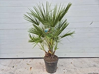 Europese dwergpalm - chamaerops humilis - hoogte ca. 110 cm - afbeelding 2 van  3