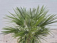 Europese dwergpalm - chamaerops humilis - hoogte ca. 110 cm - afbeelding 3 van  3
