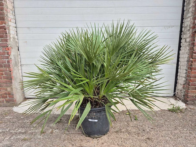 Europese dwergpalm - chamaerops humilis - hoogte ca. 120 cm - afbeelding 1 van  3