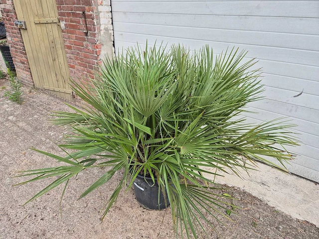 Europese dwergpalm - chamaerops humilis - hoogte ca. 120 cm - afbeelding 2 van  3