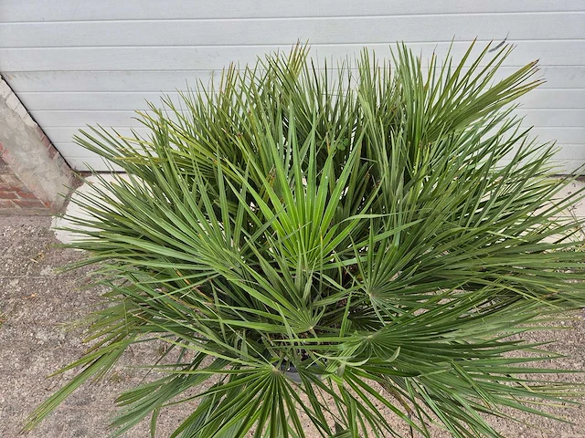 Europese dwergpalm - chamaerops humilis - hoogte ca. 120 cm - afbeelding 3 van  3