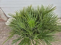 Europese dwergpalm - chamaerops humilis - hoogte ca. 120 cm - afbeelding 3 van  3