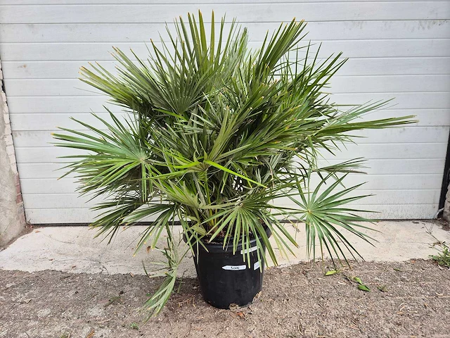 Europese dwergpalm - chamaerops humilis - hoogte ca. 120 cm - afbeelding 1 van  3