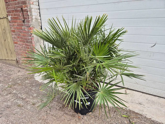 Europese dwergpalm - chamaerops humilis - hoogte ca. 120 cm - afbeelding 2 van  3