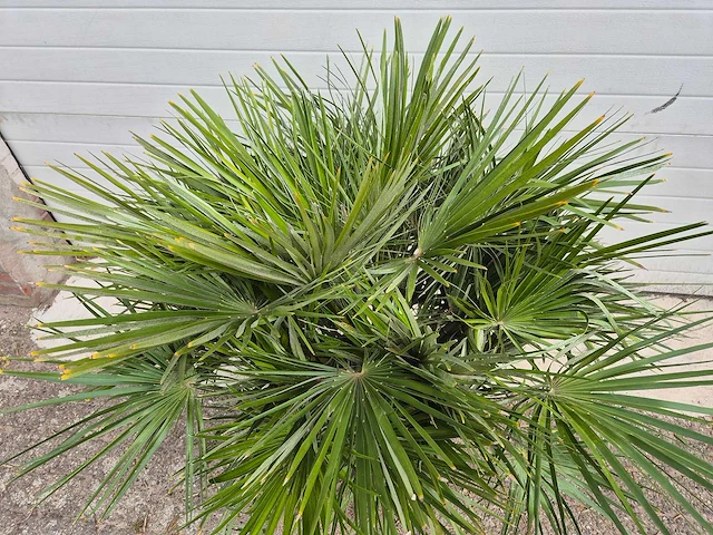 Europese dwergpalm - chamaerops humilis - hoogte ca. 120 cm - afbeelding 3 van  3
