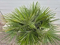 Europese dwergpalm - chamaerops humilis - hoogte ca. 120 cm - afbeelding 3 van  3