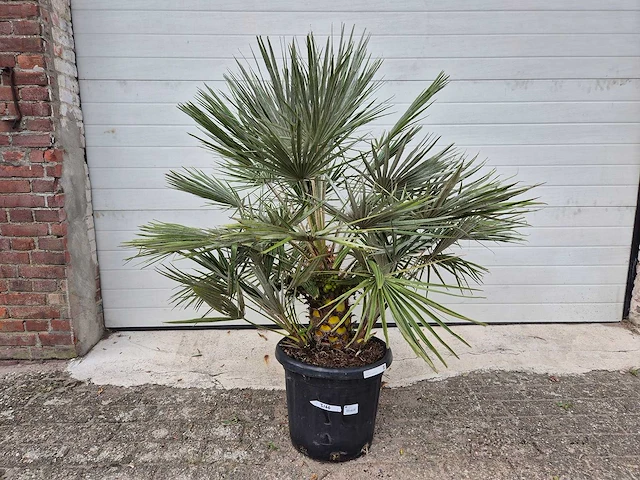 Europese dwergpalm - chamaerops humilis - hoogte ca. 120 cm - afbeelding 1 van  3