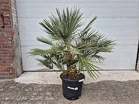 Europese dwergpalm - chamaerops humilis - hoogte ca. 120 cm - afbeelding 1 van  3