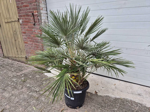 Europese dwergpalm - chamaerops humilis - hoogte ca. 120 cm - afbeelding 2 van  3