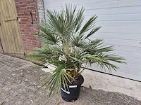 Europese dwergpalm - chamaerops humilis - hoogte ca. 120 cm - afbeelding 2 van  3