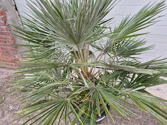 Europese dwergpalm - chamaerops humilis - hoogte ca. 120 cm - afbeelding 3 van  3