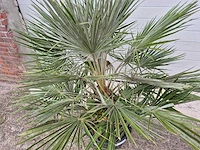 Europese dwergpalm - chamaerops humilis - hoogte ca. 120 cm - afbeelding 3 van  3