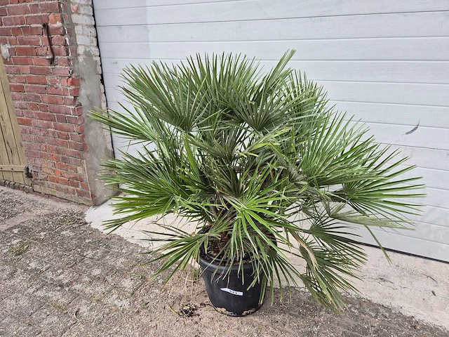 Europese dwergpalm - chamaerops humilis - hoogte ca. 120 cm - afbeelding 1 van  3