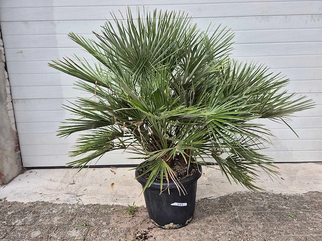 Europese dwergpalm - chamaerops humilis - hoogte ca. 120 cm - afbeelding 2 van  3