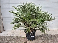 Europese dwergpalm - chamaerops humilis - hoogte ca. 120 cm - afbeelding 2 van  3
