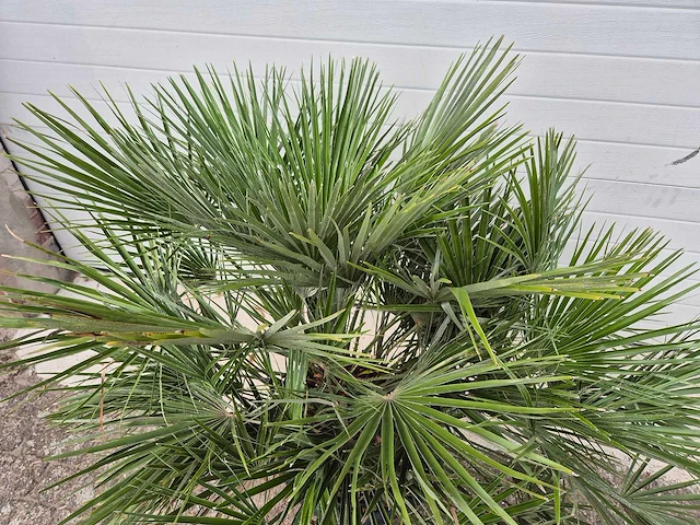 Europese dwergpalm - chamaerops humilis - hoogte ca. 120 cm - afbeelding 3 van  3