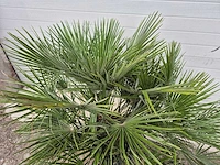 Europese dwergpalm - chamaerops humilis - hoogte ca. 120 cm - afbeelding 3 van  3