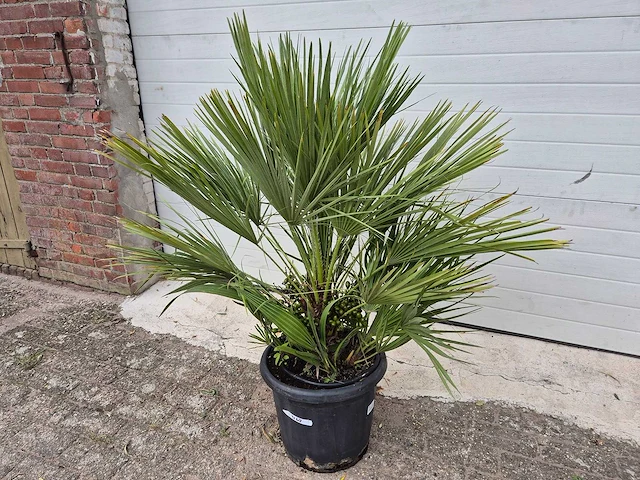 Europese dwergpalm - chamaerops humilis - hoogte ca. 120 cm - afbeelding 1 van  3