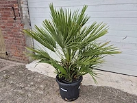 Europese dwergpalm - chamaerops humilis - hoogte ca. 120 cm - afbeelding 1 van  3