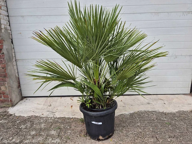 Europese dwergpalm - chamaerops humilis - hoogte ca. 120 cm - afbeelding 2 van  3