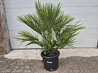 Europese dwergpalm - chamaerops humilis - hoogte ca. 120 cm - afbeelding 2 van  3