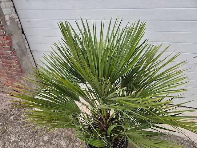 Europese dwergpalm - chamaerops humilis - hoogte ca. 120 cm - afbeelding 3 van  3