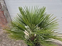 Europese dwergpalm - chamaerops humilis - hoogte ca. 120 cm - afbeelding 3 van  3