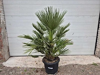 Europese dwergpalm - chamaerops humilis - hoogte ca. 120 cm - afbeelding 1 van  3