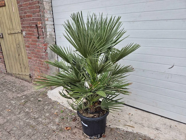 Europese dwergpalm - chamaerops humilis - hoogte ca. 120 cm - afbeelding 2 van  3