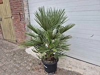 Europese dwergpalm - chamaerops humilis - hoogte ca. 120 cm - afbeelding 2 van  3