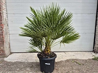 Europese dwergpalm - chamaerops humilis - hoogte ca. 130 cm - afbeelding 1 van  3
